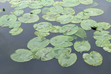 Su zambakları yakın planda. 