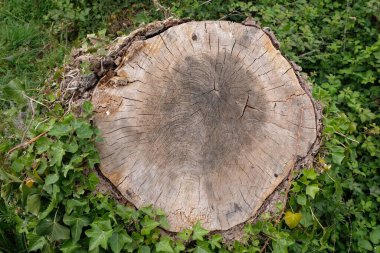 Sarmaşıklı ağaç kütüğü.