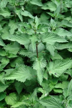 Baharda tarlada ısırganlar. Yakın plan.