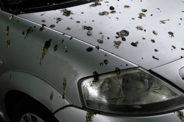 Arabanın kaputuna güvercin dışkısı. 