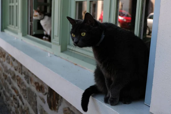 黒い猫はまだ窓の上に座っている — ストック写真