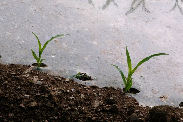 在布列塔尼用塑料种植玉米 — 图库照片