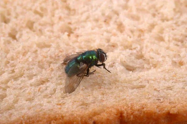 Fly Close Sandwich Bread — Stockfoto