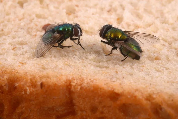 Primo Piano Delle Mosche Sul Pane Sandwich — Foto Stock