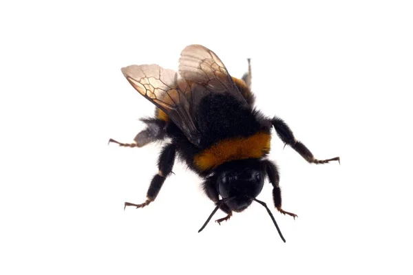 Bumblebee Zblízka Bílém Pozadí — Stock fotografie