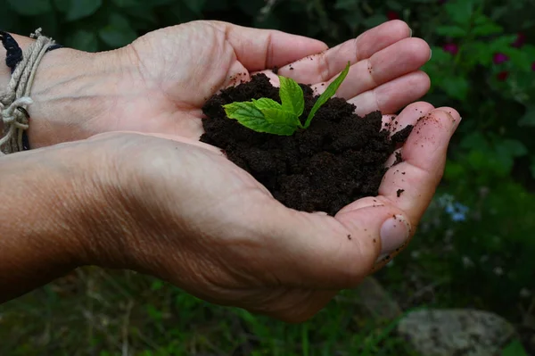 Someone Coffee Grounds Young Sprout His Hands — Fotografia de Stock