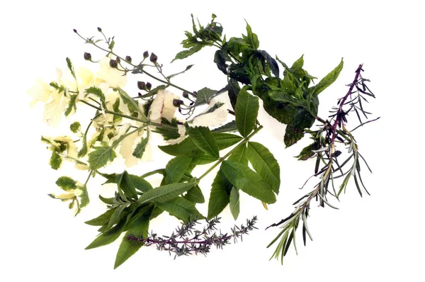 Mixture Medicinal Herbs Close White Background — Stock Photo, Image