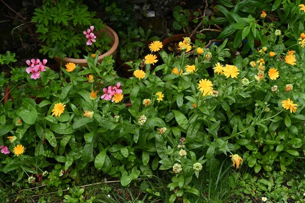 Blühender Und Bunter Garten Sommer Auf Hintergrund — Stockfoto