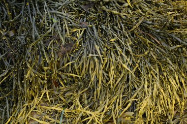 Brittany 'de bir kumsaldan gelen idrar torbası.