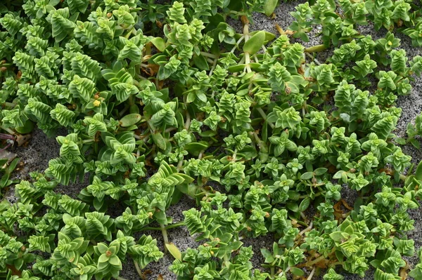 Mar Spurge Uma Praia Bretanha — Fotografia de Stock