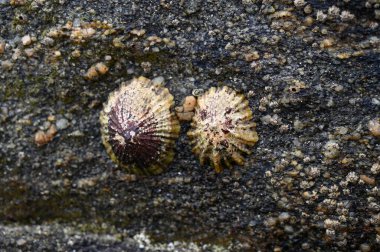 Two limpets on a rock in close-up clipart