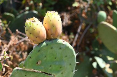 Korsikalı dikenli armutlar yazın yakın planda. 
