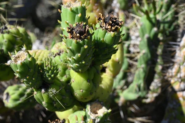 Korsikanska Kaktusar Med Törnen Närbild — Stockfoto