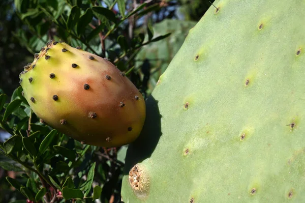 Poire Piquante Sur Cactus Gros Plan — Photo