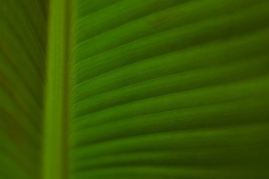 yeşil yaprak yapısı