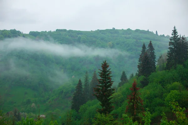 Verregnete grüne Berglandschaft — Stockfoto