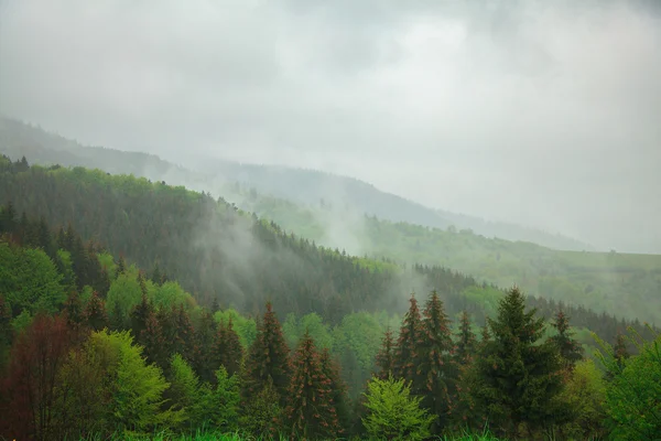 Berglandschaft mit Wolken, die durch die Bäume schweben — Stockfoto
