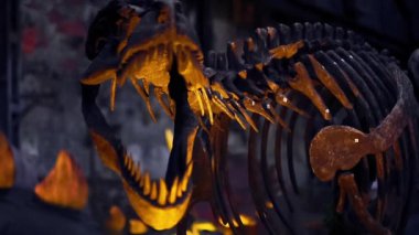 Soyu tükenmiş dev bir yırtıcı dinozorun iskeleti. Kocaman keskin dişleri var.
