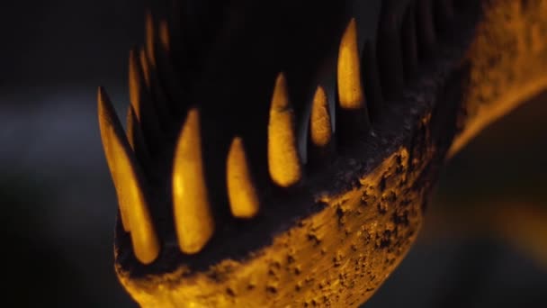 Primer Plano Del Esqueleto Cráneo Dinosaurio Depredador Extinto — Vídeos de Stock