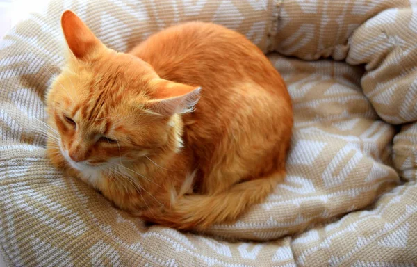 Τζίντζερ Γάτα Κοιμάται Ένα Μαλακό Και Άνετο Κρεβάτι — Φωτογραφία Αρχείου