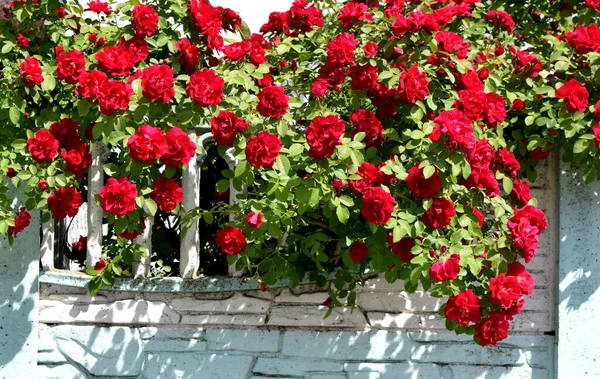 Çitin arkasında kırmızı güller açan çalılar