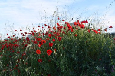 Gün batımında kırmızı gelinciklerin güzel tarlası. 