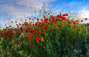 Gün batımında kırmızı gelinciklerin güzel tarlası. 