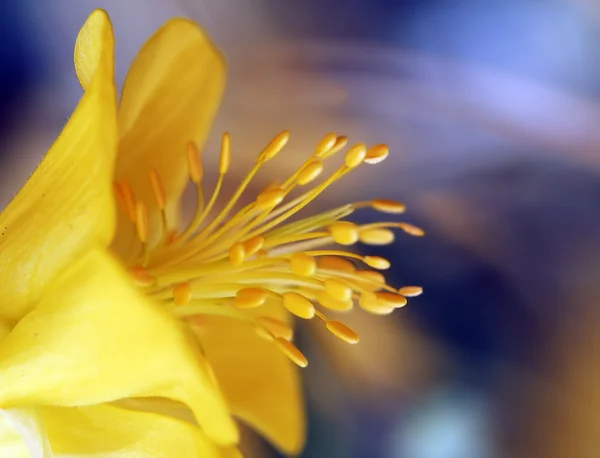 Tiro macro de uma flor — Fotografia de Stock