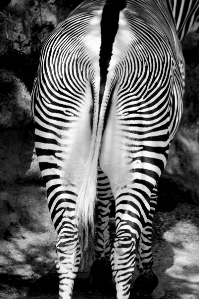 Zebra arkadan