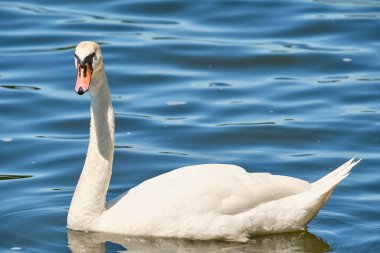 Yazın gündüz vakti Kaliningrad gölünde Beyaz Kuğu
