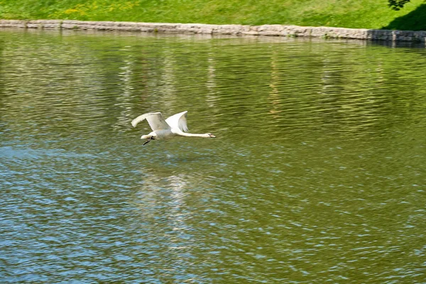 Un cisne blanco despega en el estanque de Kaliningrado en la tarde de verano. — Foto de Stock