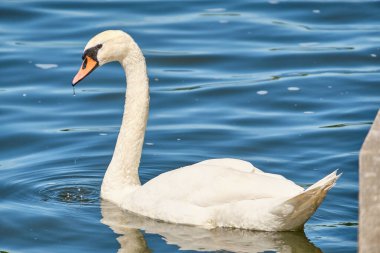 Yazın gündüz vakti Kaliningrad gölünde Beyaz Kuğu
