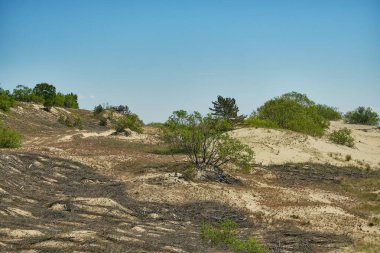 Kum tepeleri Rus Curonian Spit bölüm. Kaliningrad bölgesi, Rusya Federasyonu