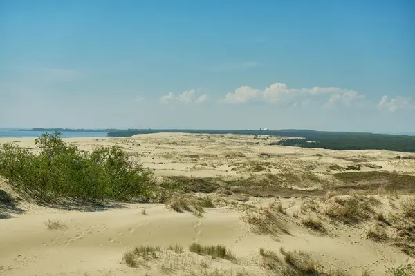 Kum tepeleri Rus Curonian Spit bölüm. Kaliningrad bölgesi, Rusya Federasyonu