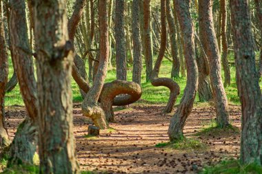 Kaliningrad bölgesinin Curonian Spit 'inde dans eden orman