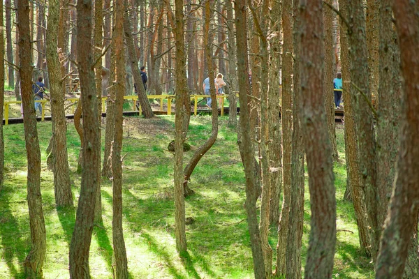 Floresta Dançante Cuspo Curoniano Região Kaliningrado — Fotografia de Stock