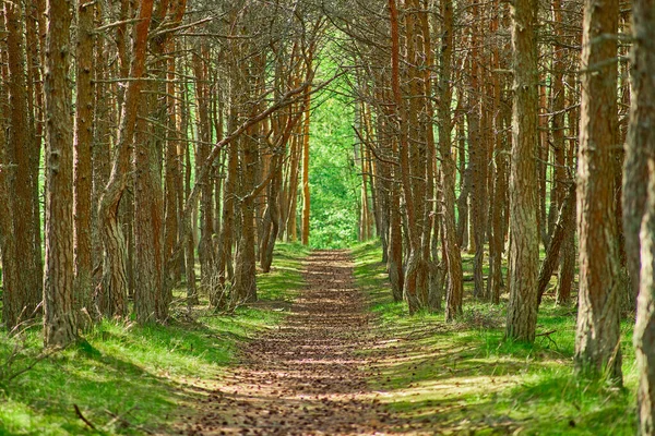 Bosque Bailando Saliva Curónica Región Kaliningrado — Foto de Stock