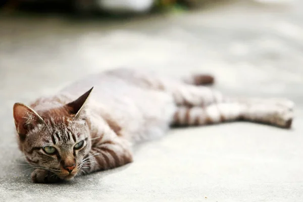 可爱的灰猫睡在户外 — 图库照片