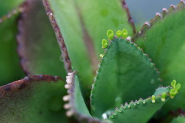 Geriye Tropikal Orman Ağaçları Arkaplan Duvar Kağıdı