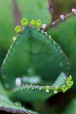 Geriye Tropikal Orman Ağaçları Arkaplan Duvar Kağıdı