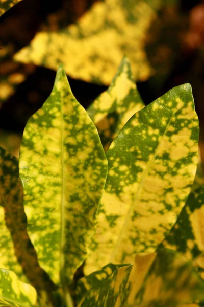 Levelek Trópusi Erdők Textúra Háttér Tapéta — Stock Fotó