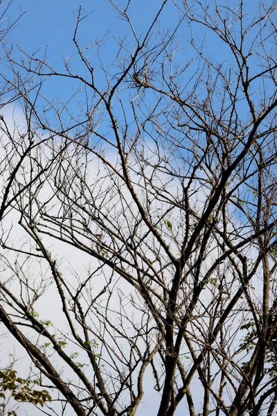 Φύλλα Τροπικά Δέντρα Υφή Φόντο Ταπετσαρία — Φωτογραφία Αρχείου