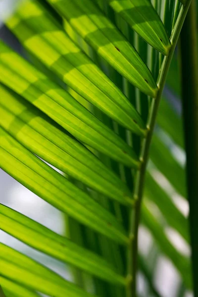 Hojas Árboles Forestales Tropicales Textura Fondo Papel Pintado —  Fotos de Stock