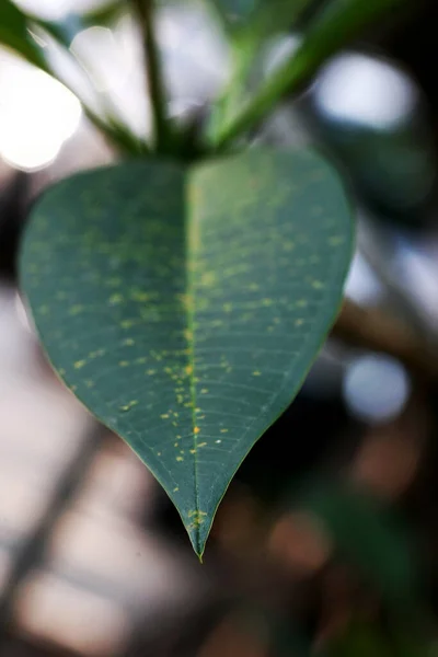 Leaves Tropical Forest Trees Texture Background Wallpaper — Stock Photo, Image