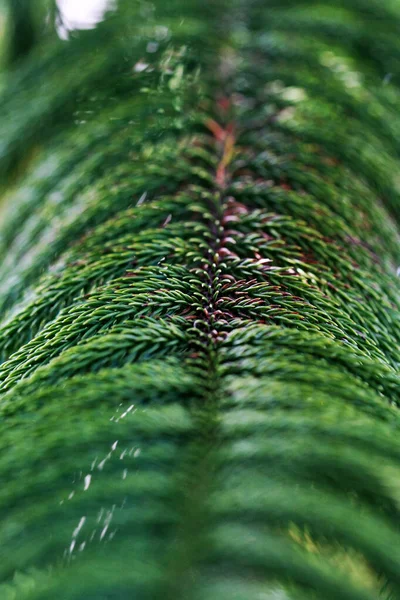 Lämnar Tropiska Skogsträd Textur Bakgrund Tapeter — Stockfoto