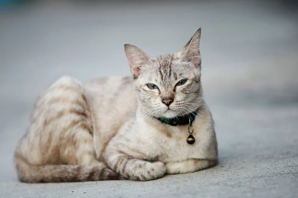 Gato Cinza Lindo Sentado Livre — Fotografia de Stock