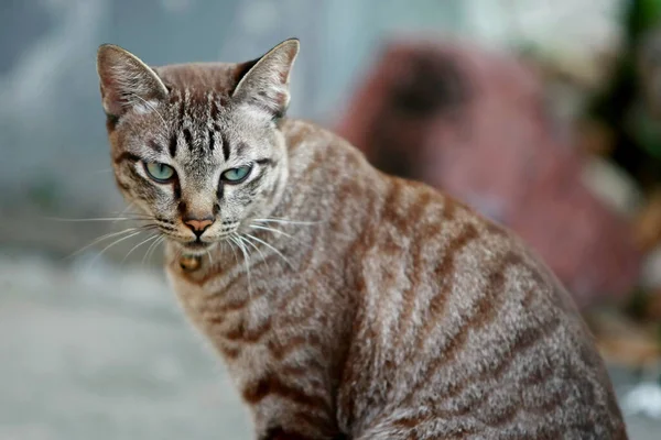 Lovely Gray Cat Sitting Outdoor — Stock Photo, Image