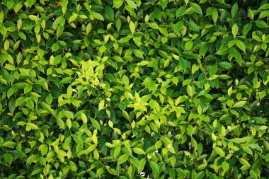 Geriye Tropikal Orman Ağaçları Arkaplan Duvar Kağıdı