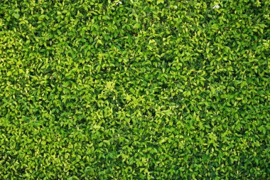 Geriye Tropikal Orman Ağaçları Arkaplan Duvar Kağıdı