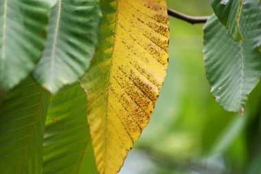 Geriye Tropikal Orman Ağaçları Arkaplan Duvar Kağıdı